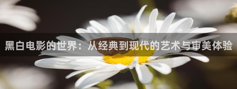 安家电视剧西瓜影院免费观看