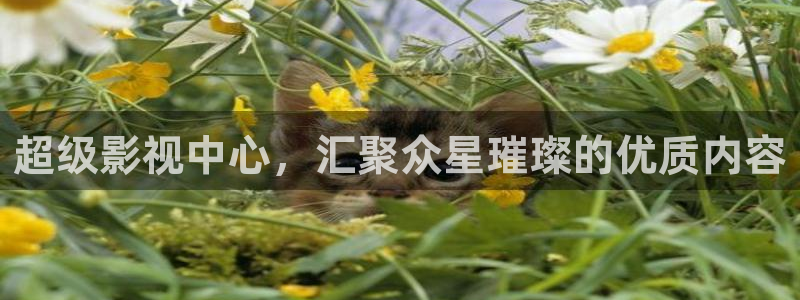 西瓜看电影