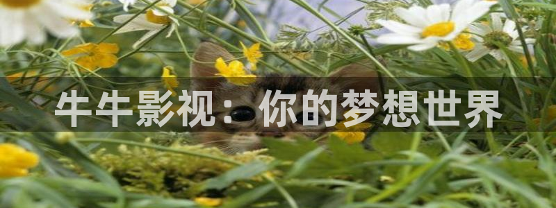 少年天子西瓜免费观看