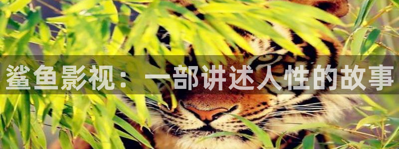 西瓜看球在线观看：鲨鱼影视：一部讲述人性的故事